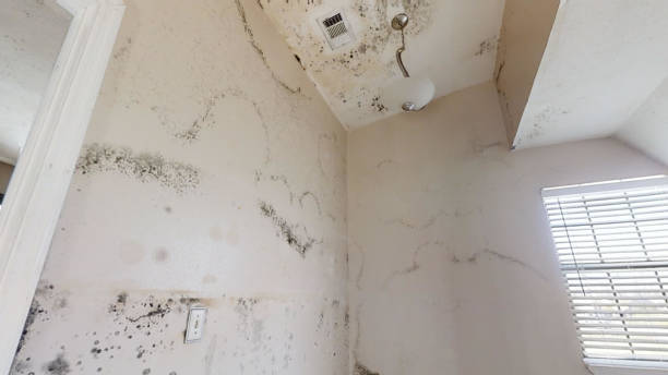 Best Flood Damage  in Tolar, TX